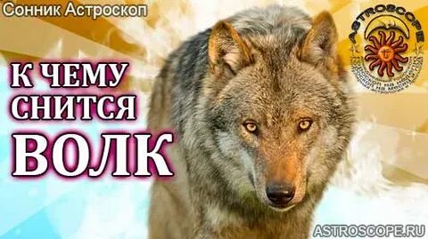 Приснилось что напали волки