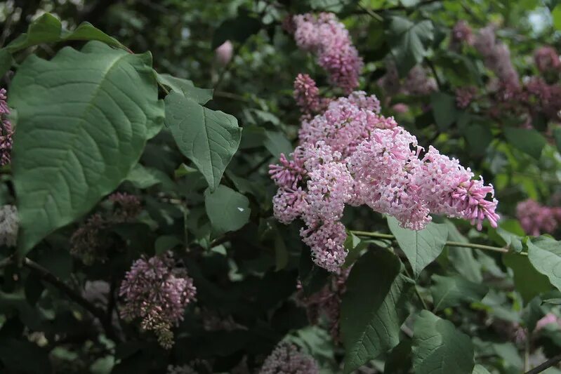 Цветы похожие на куст. Сирень но не сирень. Сирень в Калининграде. Куст похожий на сирень. Кустарник с цветами похожими на сирень.