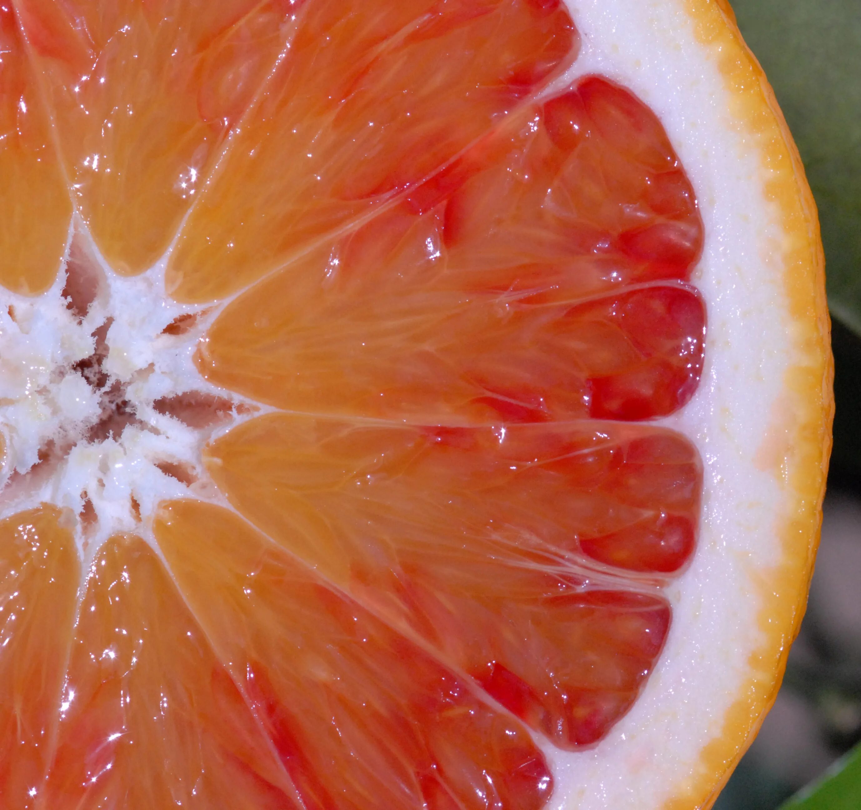 Гибрид плодовые. Цитрус лайм Рангпур. Лайм и апельсин гибрид. Гибридные фрукты. Гибрид апельсина и грейпфрута.