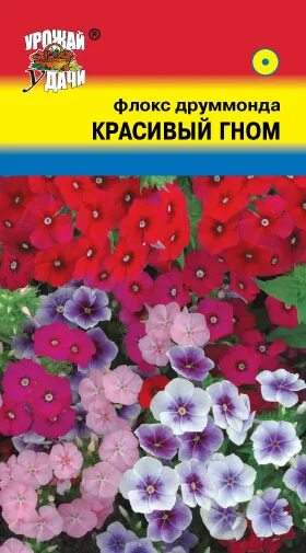 Семена флокс красивый гном. Флоксы Гном однолетние. Флокс друммонда веселый Гном. Флокс однолетний красивый Гном. Флокс красный Гном.