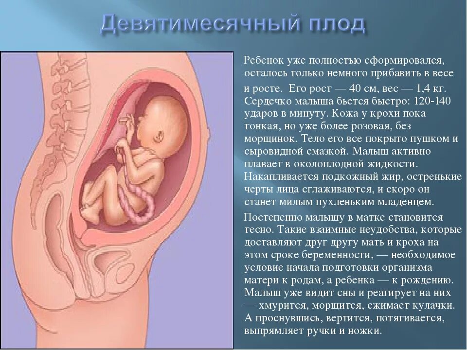 Ребенок развивается в матке. Шевеление плода. Когда начинает шевелиться плод. Во сколько недель начинает шевелиться плод. Шевеление плода ощущается на сроке