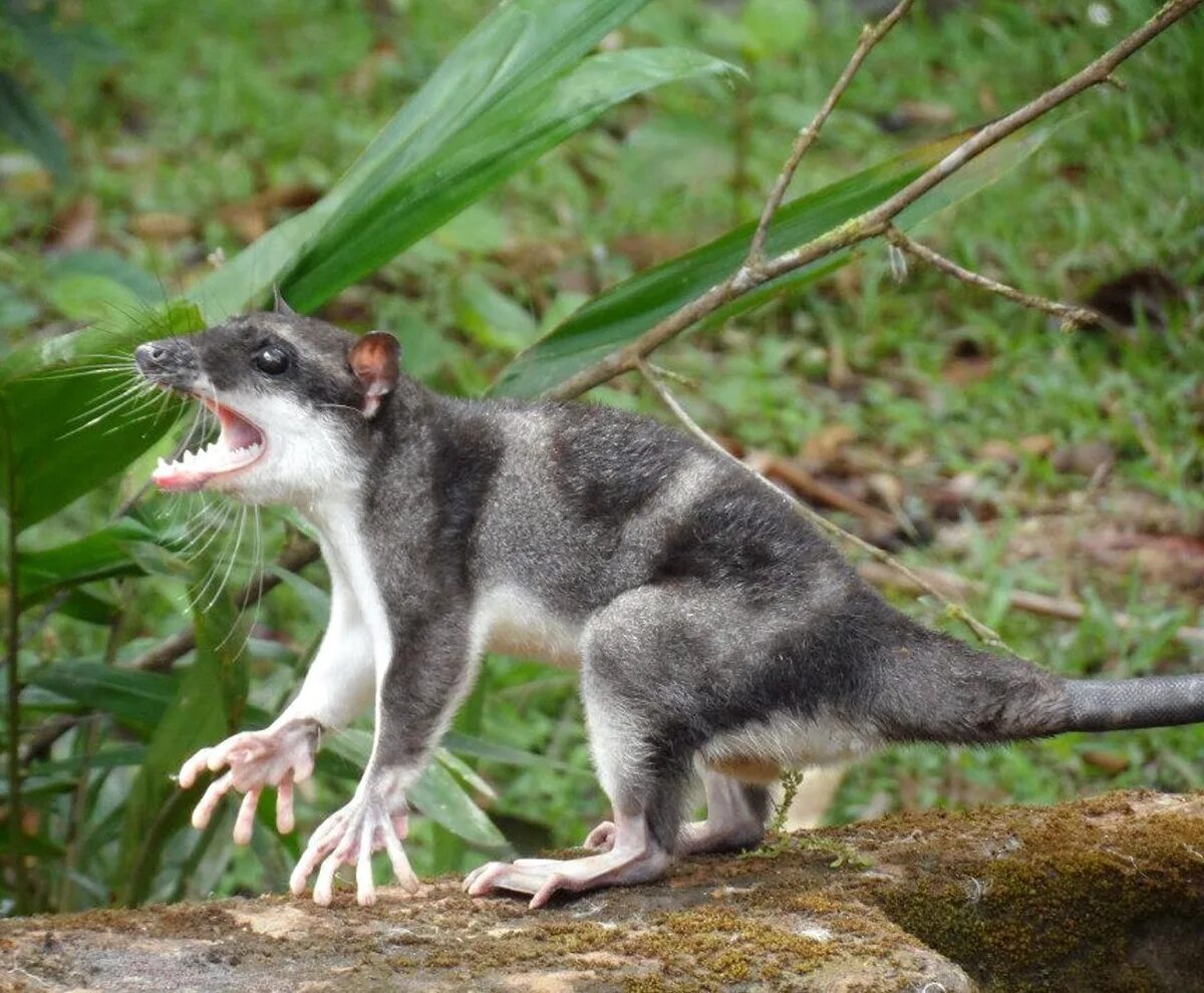 Животные австралии валлаби. Муравьед намбат. Кенгуру валлаби. Сумчатый поссум. Сумчатая крыса опоссум.
