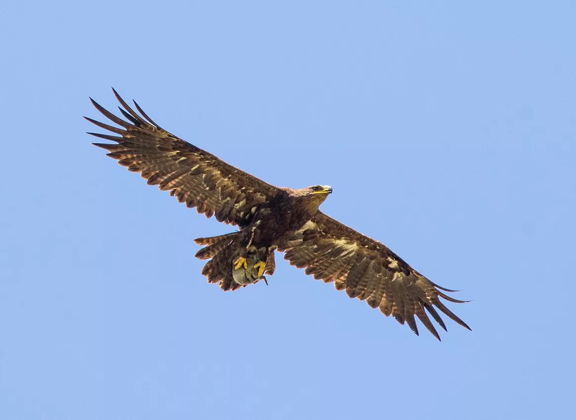 Степной орёл (Aquila nipalensis. Степной Орел в степи. Степной Орел Алтайский край. Степной Орел Забайкалья. Орел степная птица