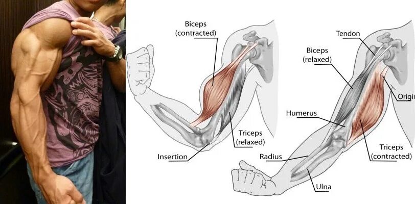 К чему крепится бицепс. Бицепс анатомия мышцы. Бицепс и трицепс. Соотношение бицепса и трицепса. Треугольный бицепс.