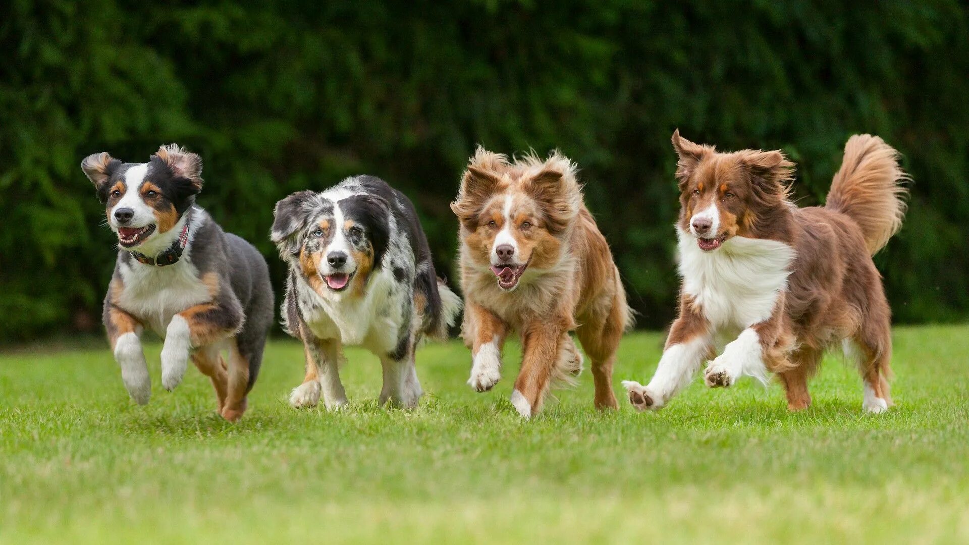1 is running the dog