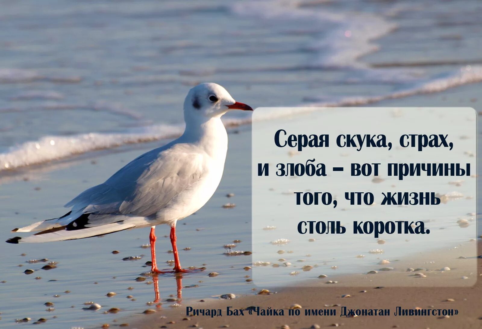 Чайку по имени Джонатан Ливингстон. Высказывания про чаек. Цитаты про чаек. Чайки высказывания. Боюсь скуки