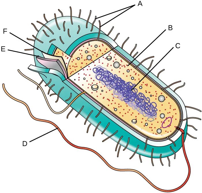 Микроорганизмы прокариоты