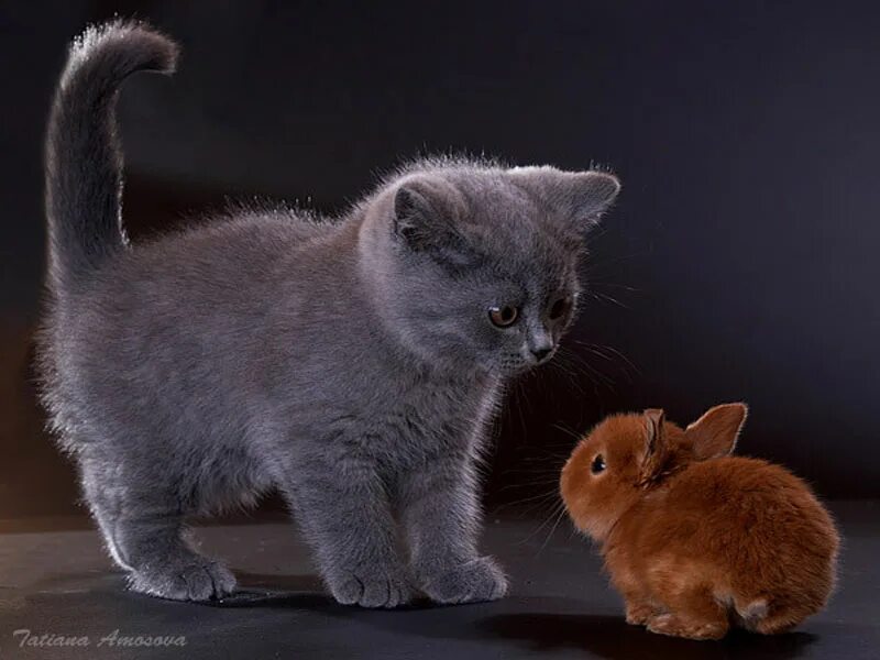 Котики. Кролик и котик. Котята и крольчата. Котенок и Зайчонок.
