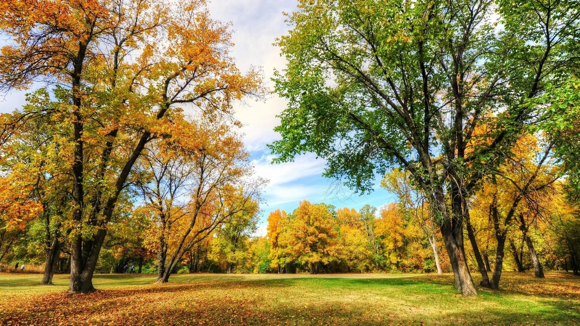 Липа мелколистная осенью. Осенний кленовый лес вайоминг. Разноцветная осень. Ясень пенсильванский. Осеннее дерево.