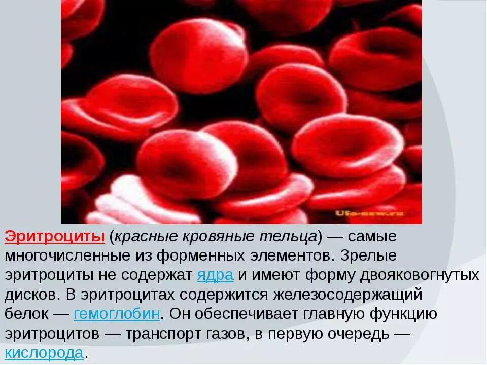 Самые многочисленные клетки крови это эритроциты они содержат белок. Кровяные тельца. Красные кровяные тельца. Клетки крови эритроциты.