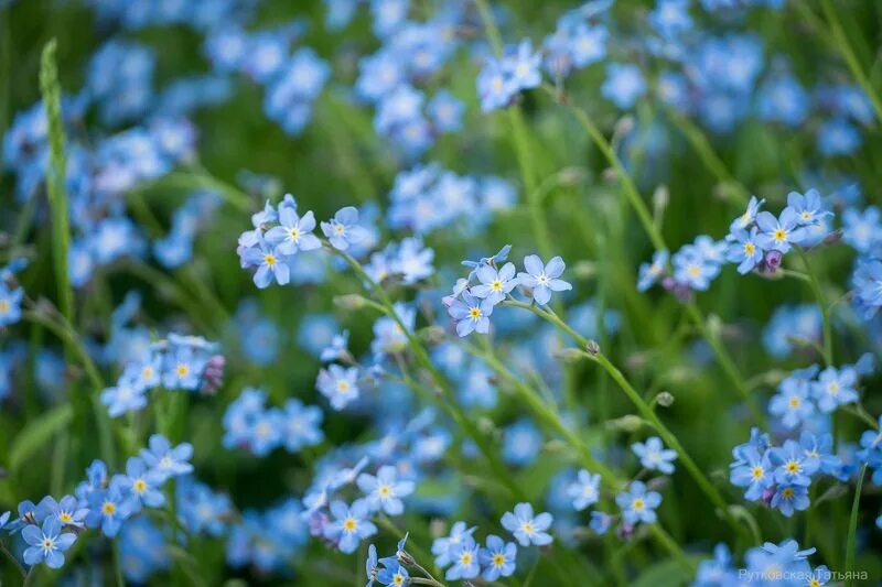 Поле незабудок. Незабудка дернистая. Незабудка Полевая (Myosotis arvensis). Незабудка Карминовый Король. Незабудка Луговая.