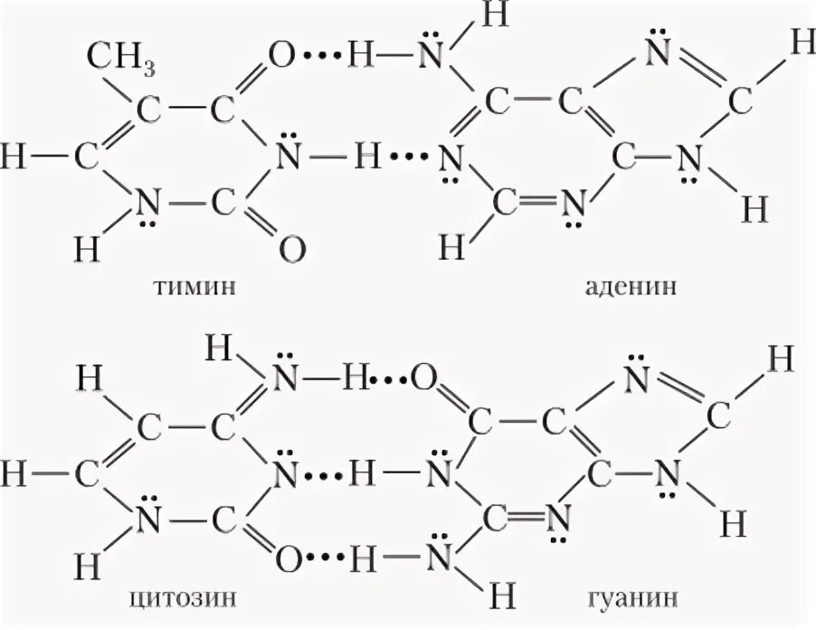 Водородный связи между аденином и тимином