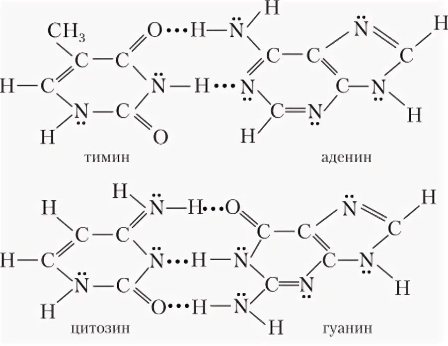 Гуанин и цитозин водородные связи