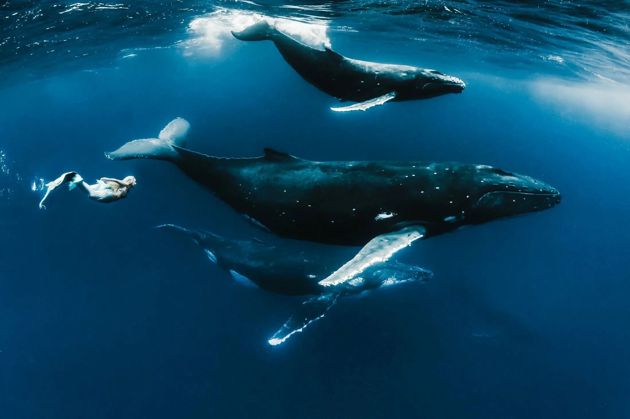 Горбач синий кит Кашалот. Кит Кашалот Касатка. Киты в Атлантическом океане. Горбатый кит Атлантического океана.