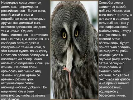 Сова охотится не днем а ночью однородные