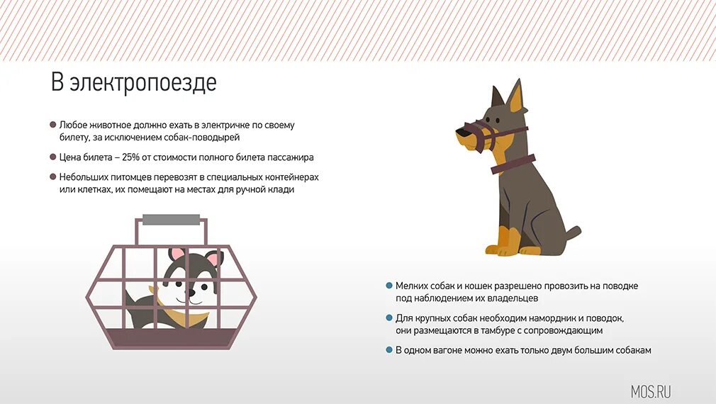 Как провезти собаку в поезде. Правила перевозки животных. Правила перевозки собак. Правила перевоза собак в поезде. Правила транспортирования животных.