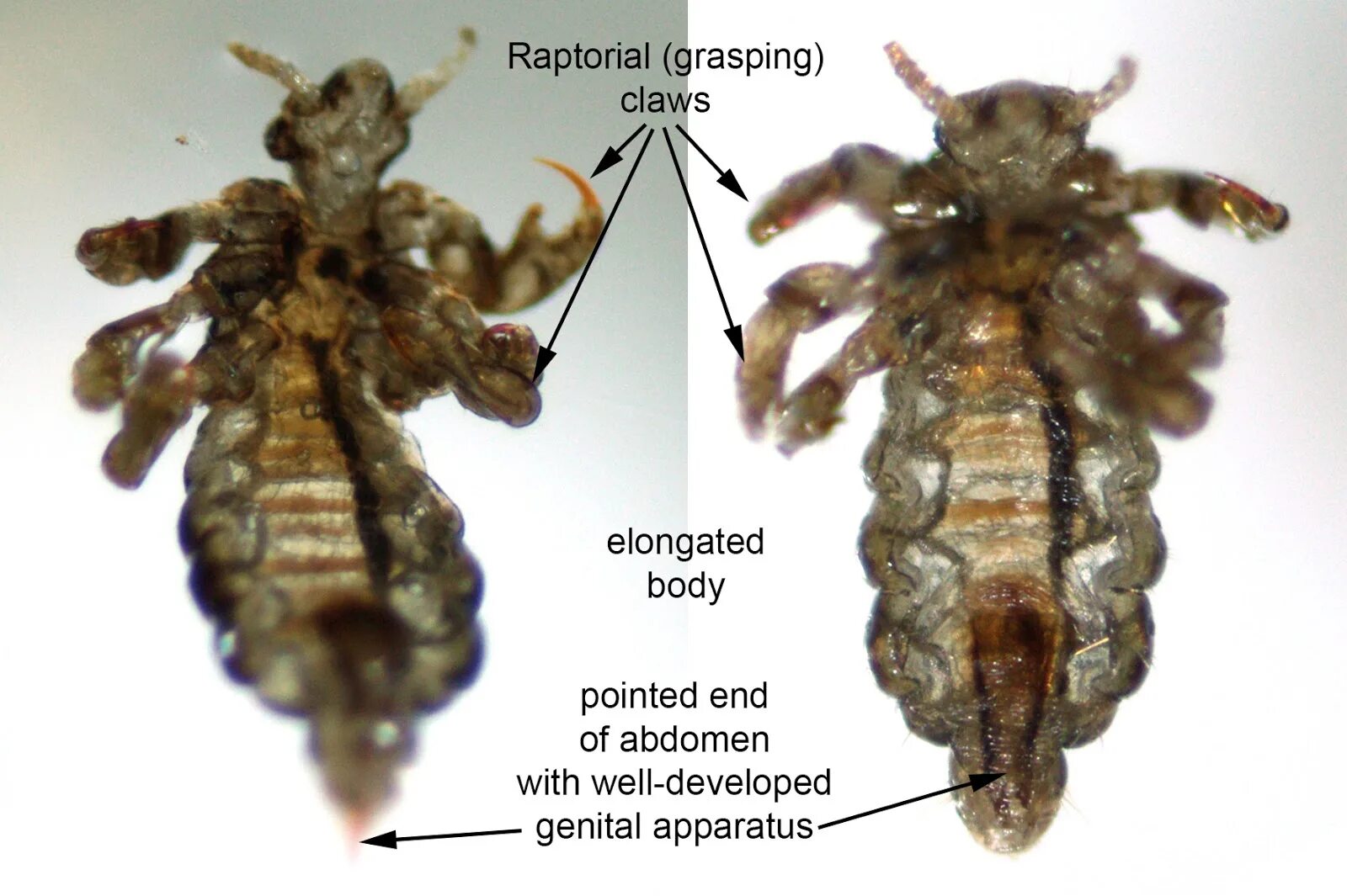 Слоновая вошь. Самка Pediculus humanus capitis. Вошь платяная (Pediculus humanus humanus. Платяная вошь самец. Платяная вошь самка и самец.