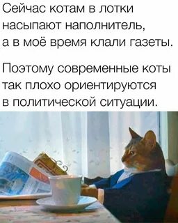 Сейчас будет кот
