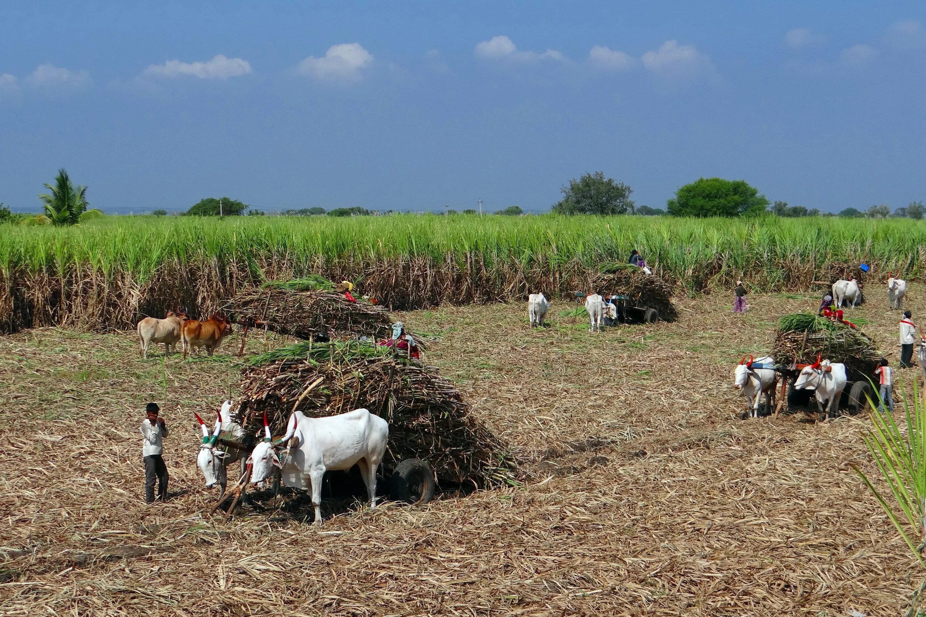 In northern india they harvest their. Сельскохозяйство Индии. Сельскохозяйство Египта сахарный тростник. Сельское хозяйство сахарный тростник Сальвадора. Сахарный тростник в Индии поля.