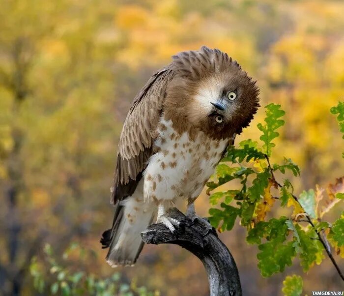 Сова поворачивает голову. Сова поворачивает голову. Голова совы. Голова совы поворачивается на градусов. Голова совы поворачивается на градусов.