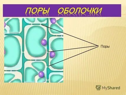 Между оболочками соседних клеток находится