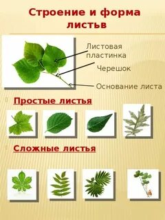 1 ткан вый отчетл во