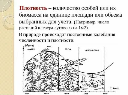 Общее число растений