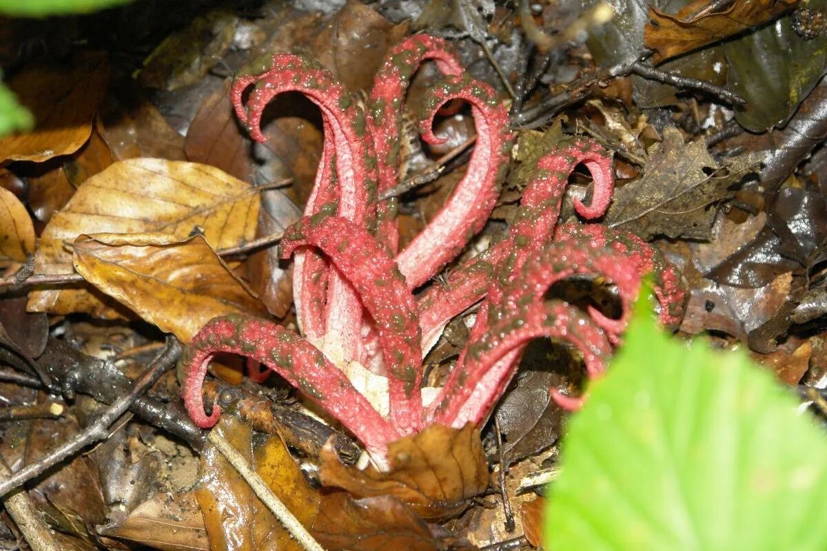 Клатрус Арчера. Клатрус Арчера (Clathrus archeri),. Гриб решеточник. Загадочные растения