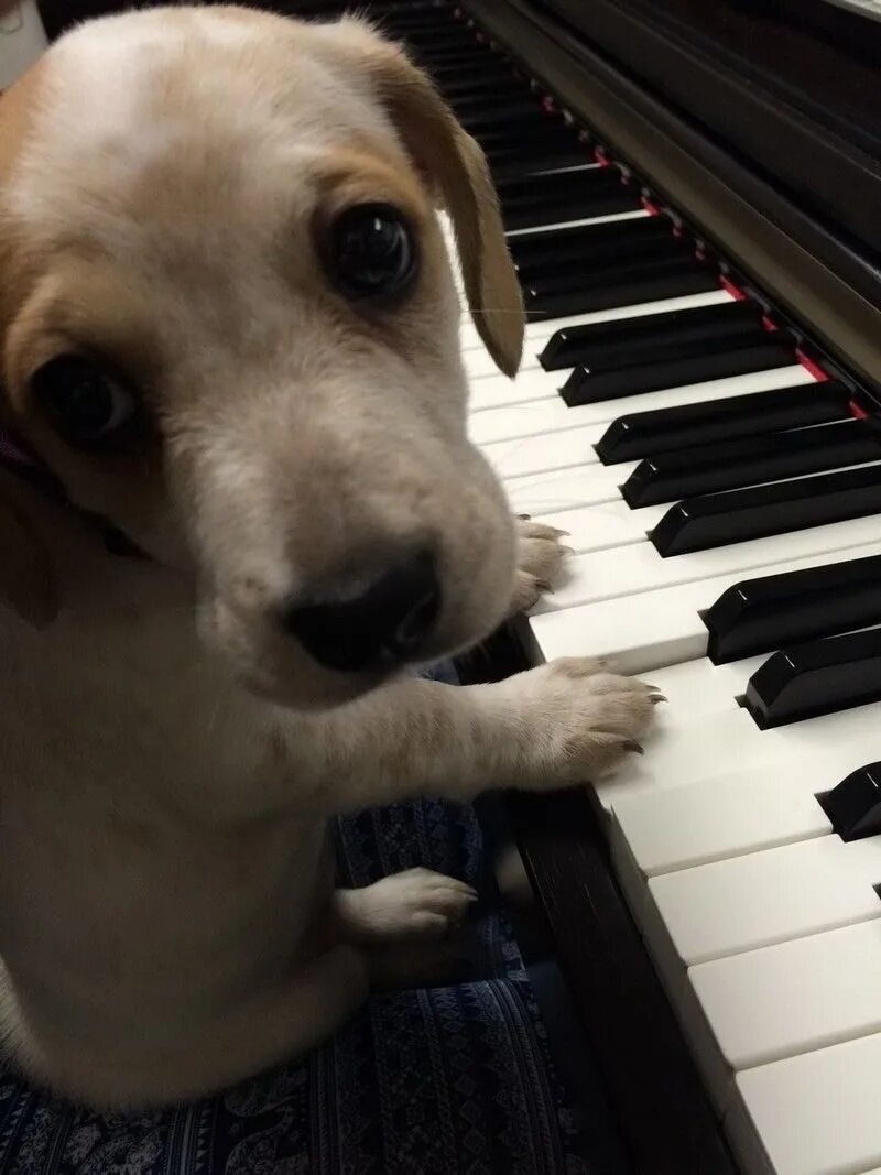 Видео собачка песня. Собачий вальс Шопен. Собака и фортепиано. Собака на пианино. Музыкальная собачка.