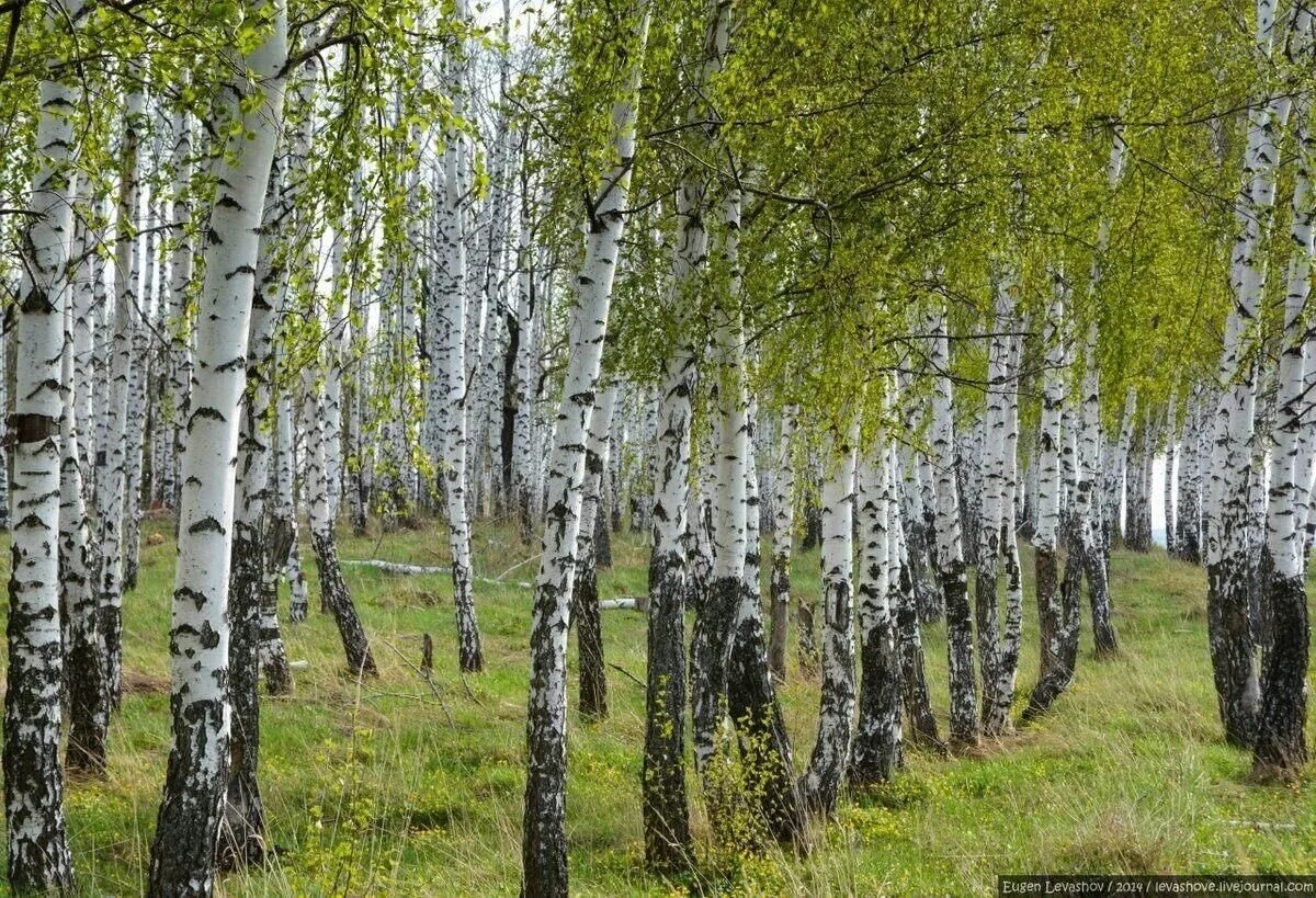 Рассказ родные березы. Астафьев три Березки. Три берёзы Астафьев. Родные березы. Изложение береза.