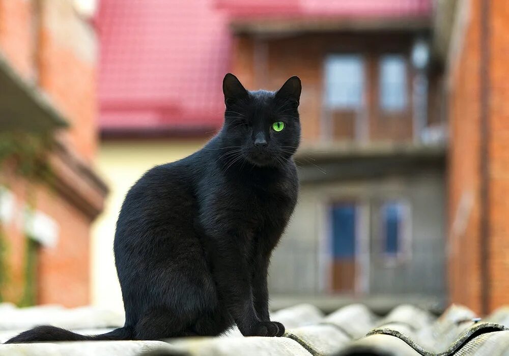 Как выглядит черный кот. Чёрный кот. бельгийская черная кошка. черная кошка у кирпичного здания. ломоносова черные кошки.