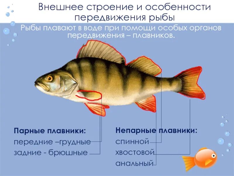 Рыба урок биология. Внешнее строение рыбы особенности строения. Черепные или позвоночные внешнее строение рыб. Непарнве плавникитрыб. Внешнее строение плавников.