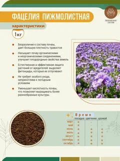 Расход семян фацелии