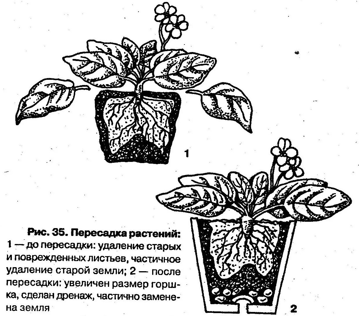 Как правильно пересаживать фиалки в горшок. Пересаживание фиалок. Фиалка комнатная. Строение фиалки комнатной схема. Правильная посадка фиалки.