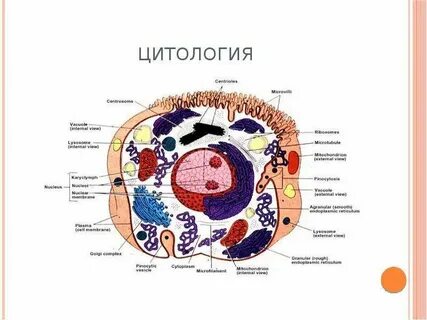 Основы цитологии науки о клетке тест