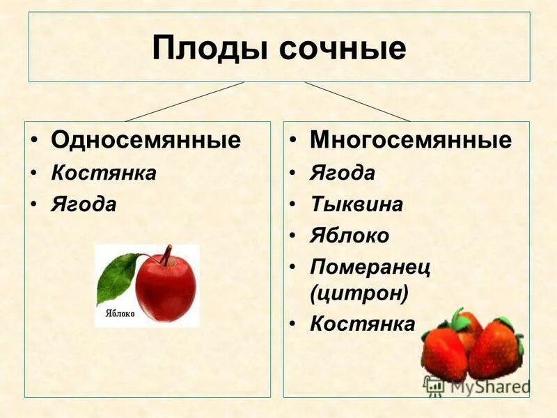 Основные группы плодов. Сочные односемянные плоды костянка. Сочные многосемянные плоды ягода. Сочные многосемянные плоды померанец. Сочные плоды сочные односемянные.