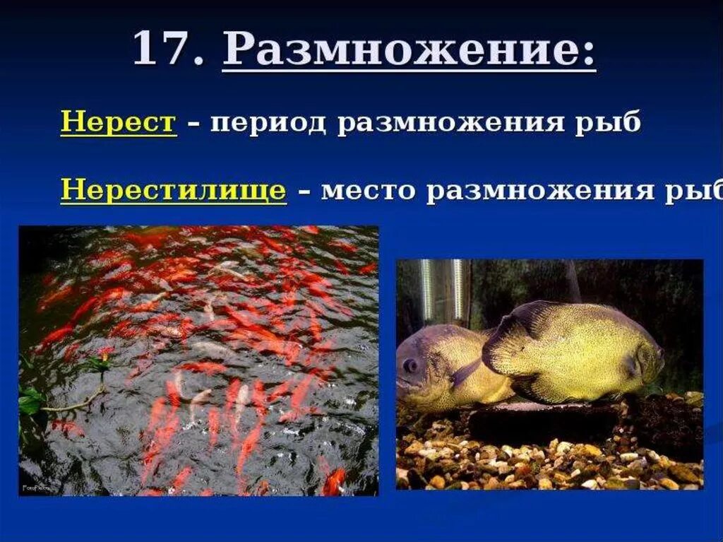 Рыба урок биология. Размножение рыб. Размножение рыб нерест. Размножение рыб кратко. Нерест это у рыб кратко.