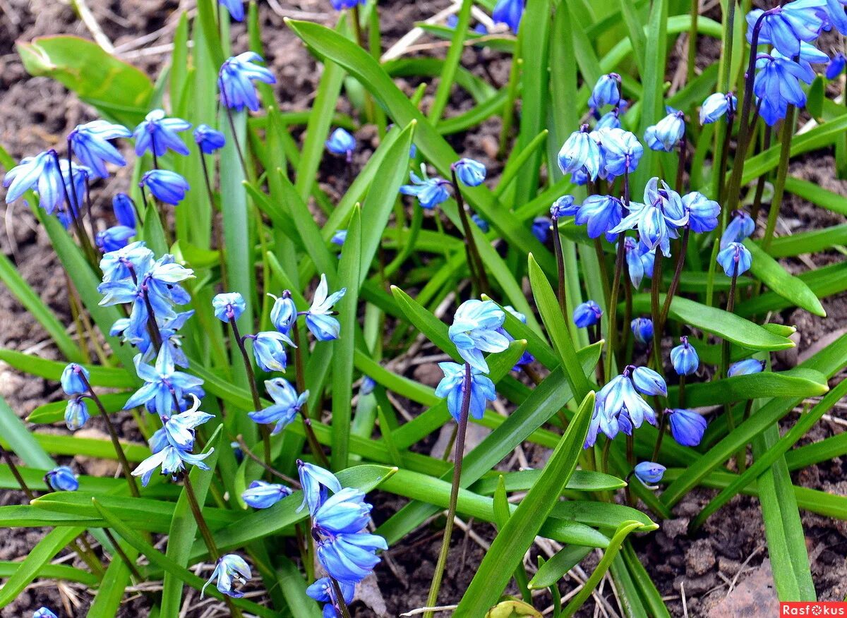пролеска сцилла. цветок пролеска сибирская. синие первоцветы. первоцветы пролеска сибирская. первоцветы пролеска.