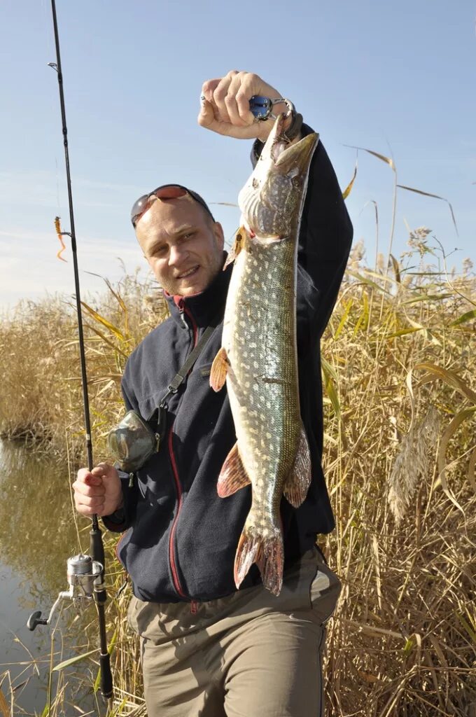 Трофейный жерех рр4. Жерех берш. Рыбалка в астрахани. Окунь берш судак. Пасть судака.