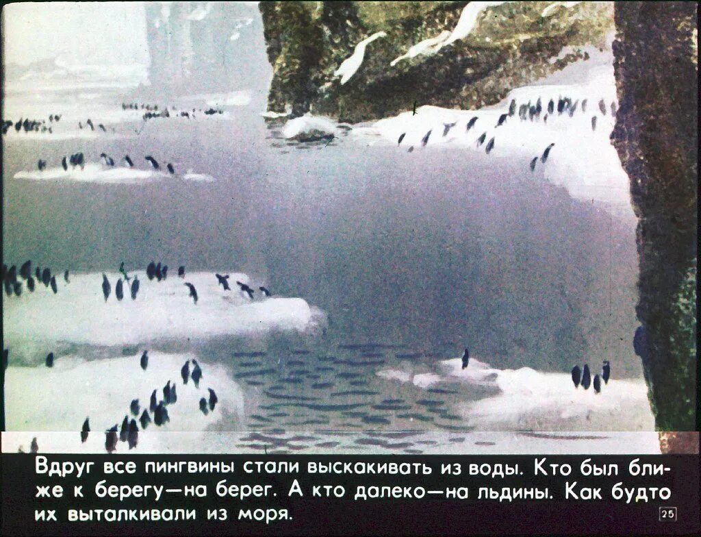 Чтение рассказов г. Снегирева «про пингвинов».. Чтение рассказов из книги г Снегирева про пингвинов. Снегирев про пингвинов иллюстрации. Г. Снегирева «Пингвиний пляж».. Пересказ рассказа г снегирева про пингвинов