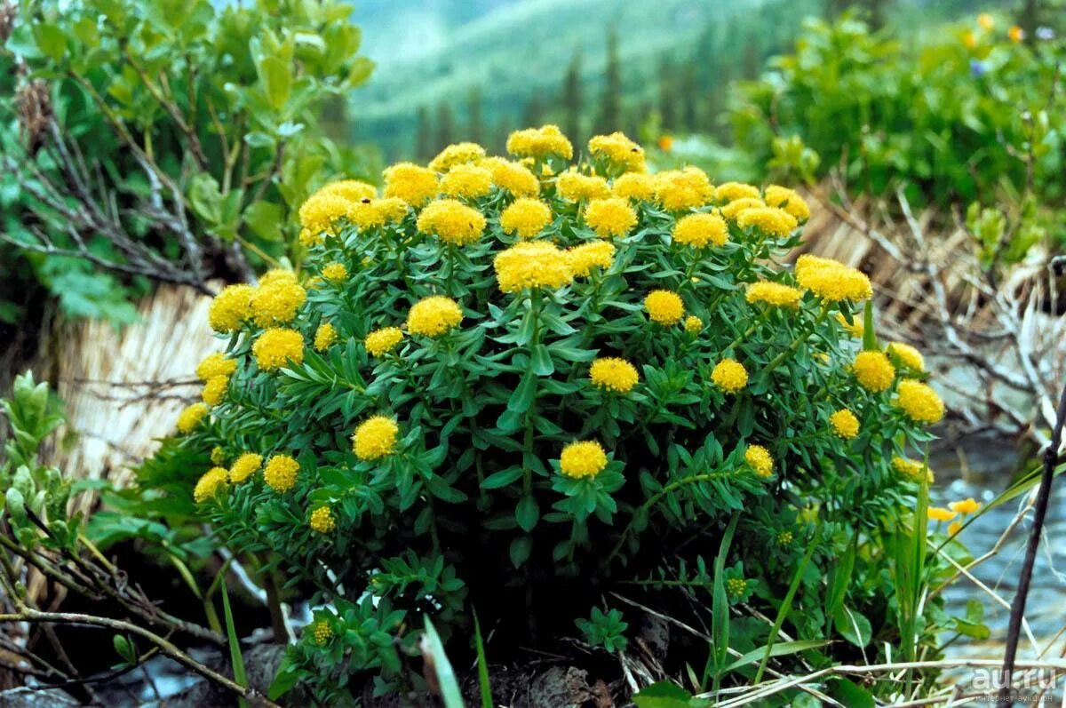 Золотой корень родиола. Растение родиола розовая (золотой корень). Родиола розовая (золотой корень) Алтайская. Родиола иремельская.