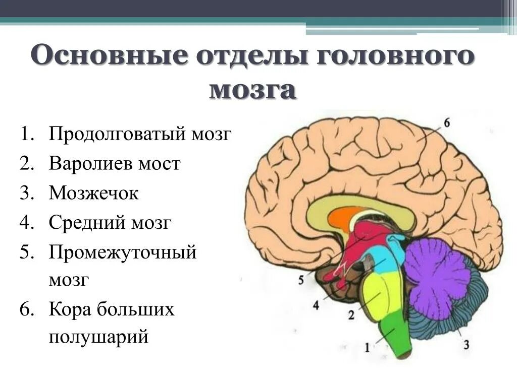 Какие центры в мозжечке. Промежуточный продолговатый мозг и мозжечок. Промежуточный мозг 2)  продолговатый мозг 3)  мозжечок. Мозжечок — ￼; мост — ￼; продолговатый мозг — ￼; промежуточный мозг —. Отделы мозга варолиев мост.