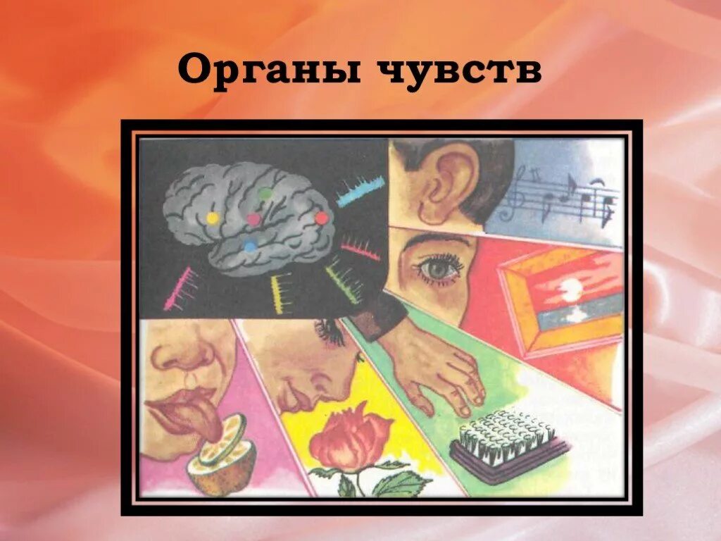 Презентация анализаторы органы чувств. 7 Органов чувств. Анализаторы презентация. Органы чувств презентация. Органы чувств анализаторы 8 класс биология.