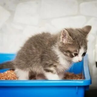 Запор у котенка 1