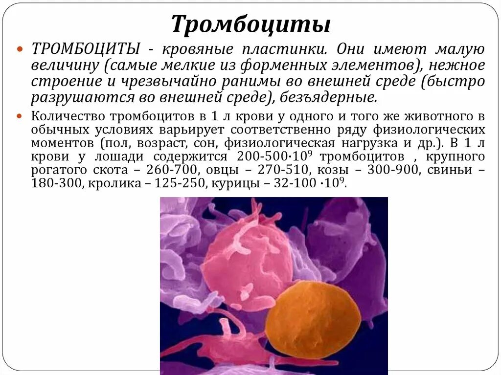 Тромбоцитах делают операцию