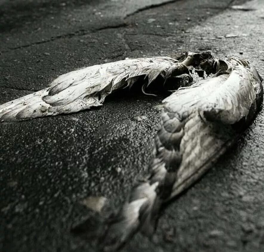 Разбитая птица. Ангелс оторваными крыльями.
