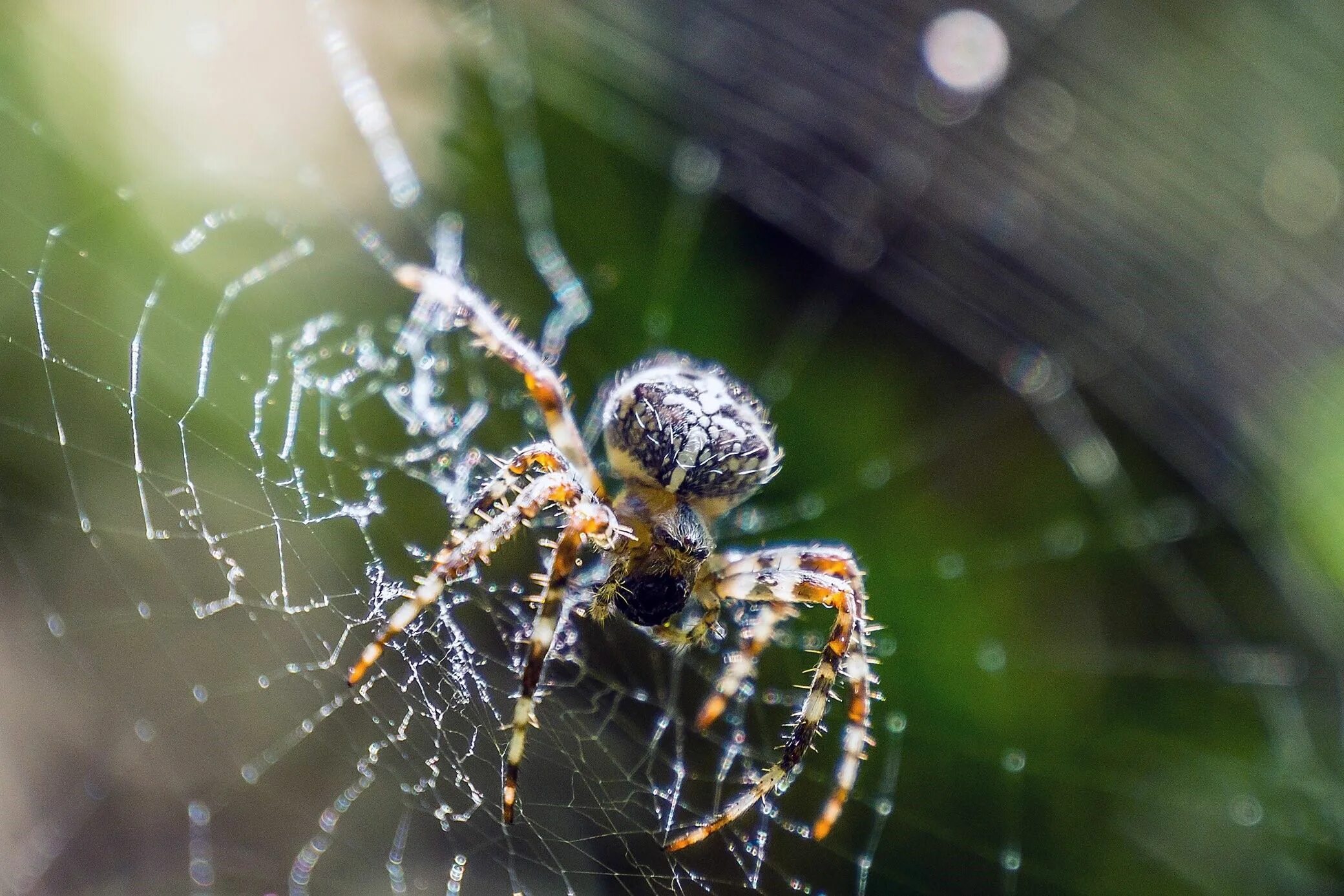 Паук крестовик черный. Паук мизгирь крестовик. паук с крестом. araneus diadematus - крестовик.