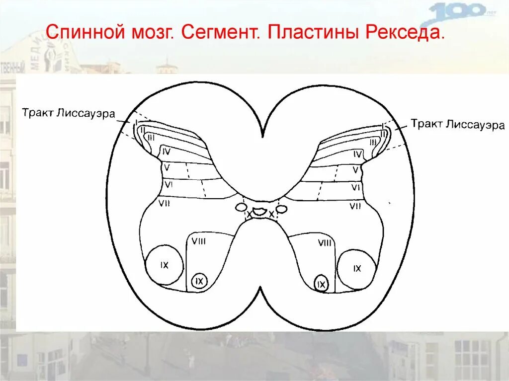 Пластина мозга. Пластины Рекседа и ядра спинного мозга. Пластины серого вещества спинного мозга. Пластины Рекседа. Пластинки Рекседа спинного мозга.