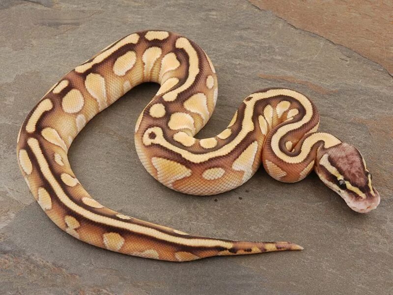 Pet python. Королевский питон. Королевский питон красный. Бесчешуйчатый Королевский питон. Королевский питон светлый морф альбинос.