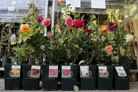 Саженцы роз можно ли посадить в горшке